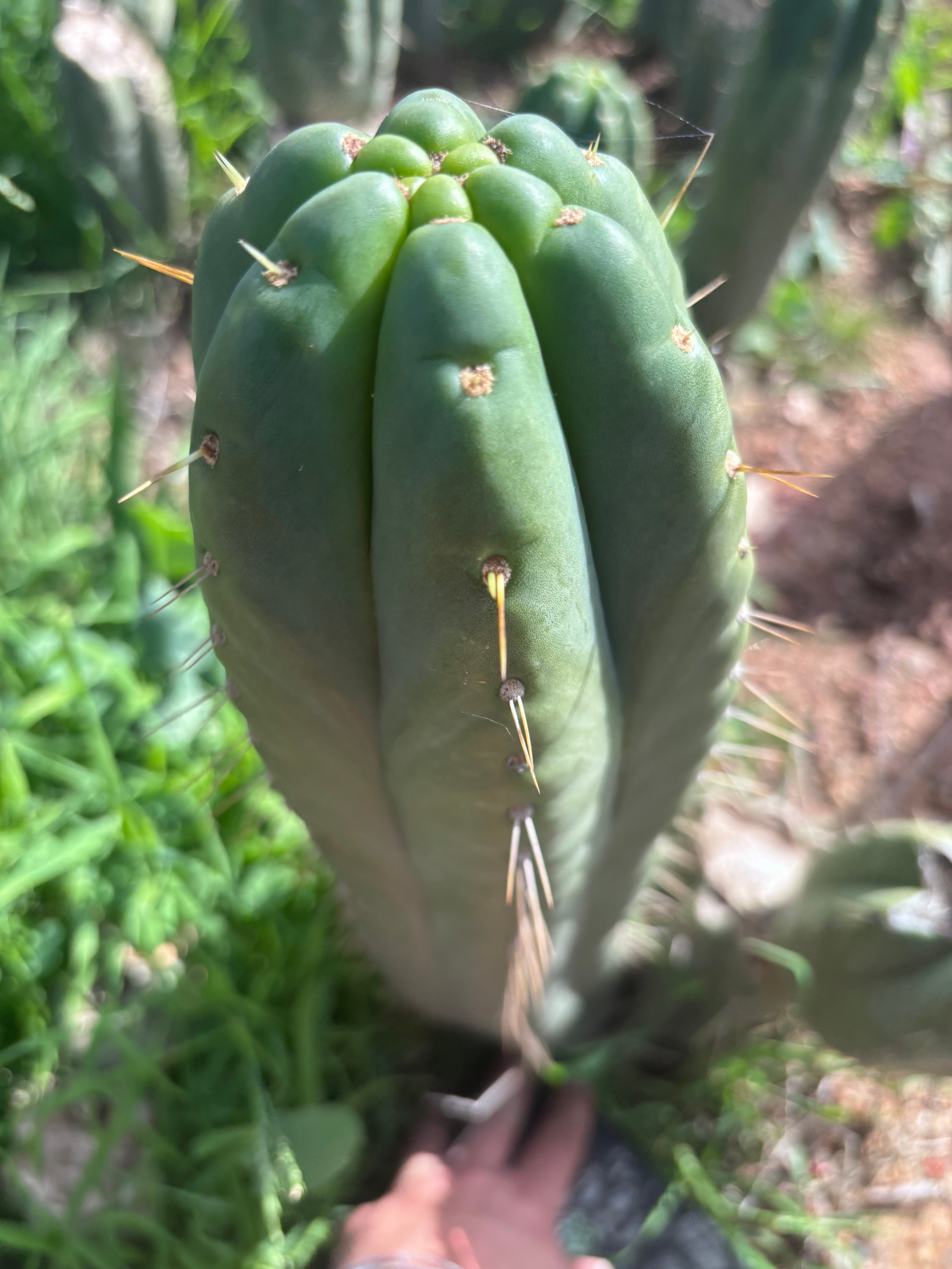 👑💎🌶️ Yowie — Beefy XL 15” Pup