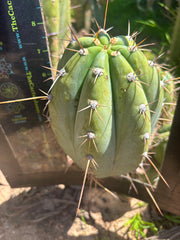 👑🌶️ CGG —  Melon Pup