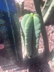 💎👑💎🌶️ Ferah — 8” Pup