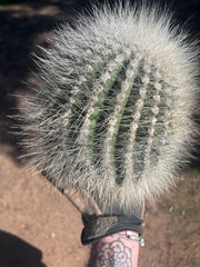 💎 T. Atacamensis — 11” x 8” Fur Melon (Last One)