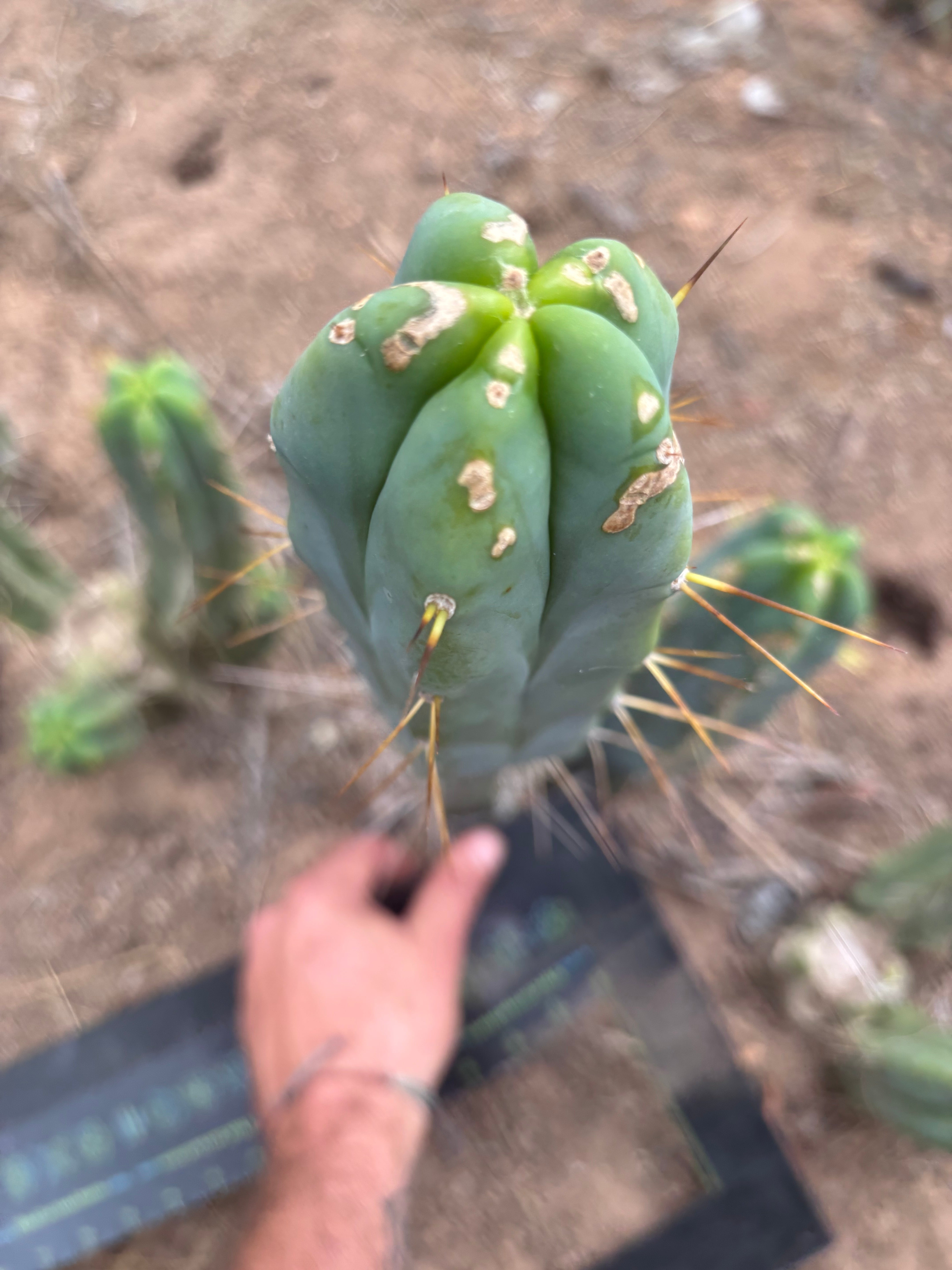 👑🌶️ Kai — 15” Tip