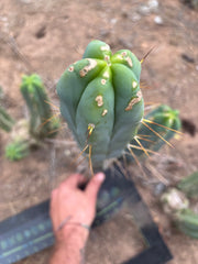 👑🌶️ Kai — 15” Tip