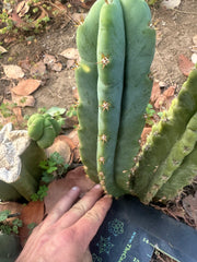 🌶️🌶️ NoidTwo —10” Pup