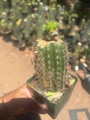 💎👑💎  Nubs — Pupping Slab on Rooted Spachianus
