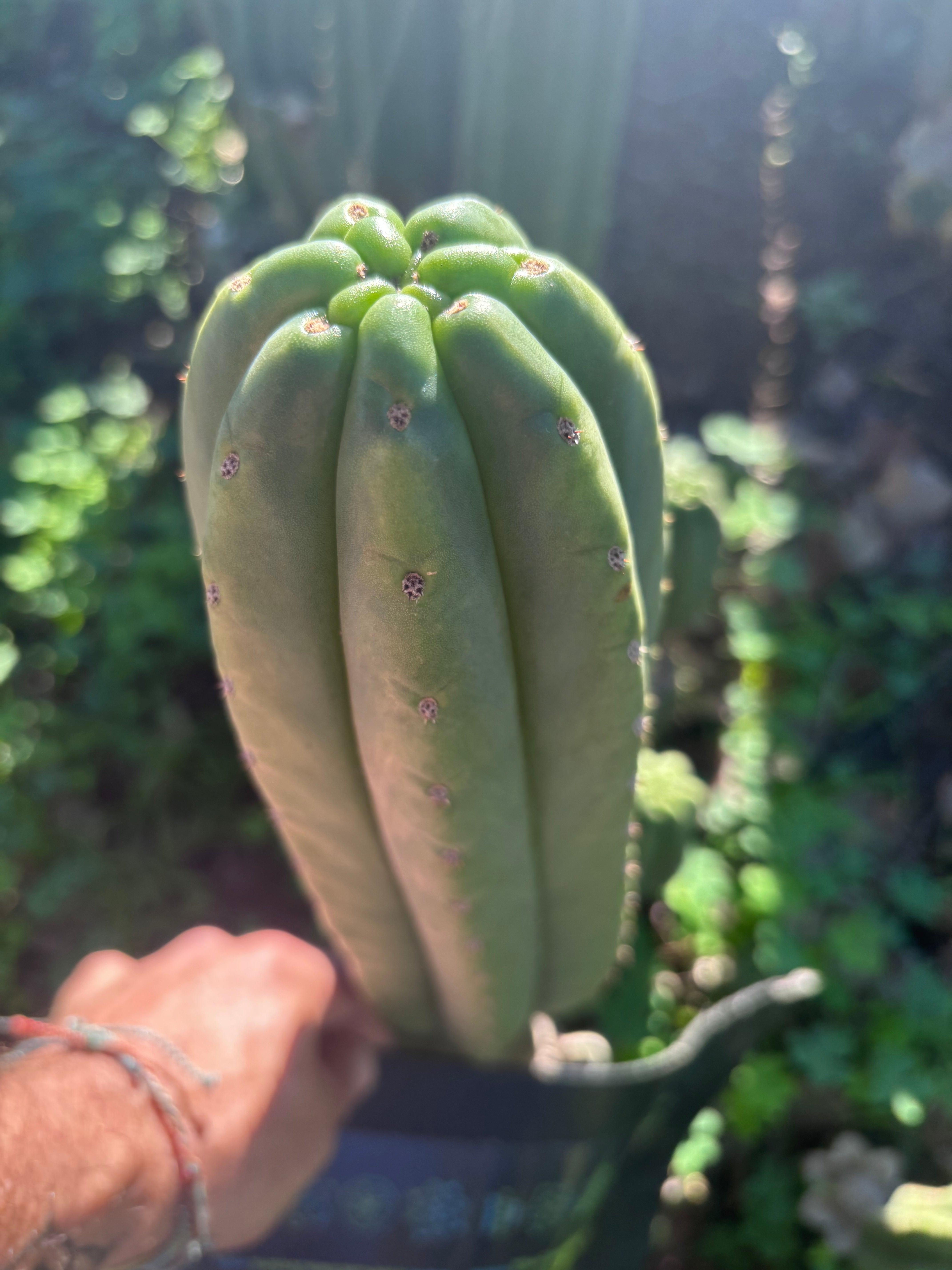 👑🌶️ The Field’s Pachanoi — Chonky 12” Tip