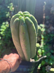 👑🌶️ The Field’s Pachanoi — Chonky 12” Tip