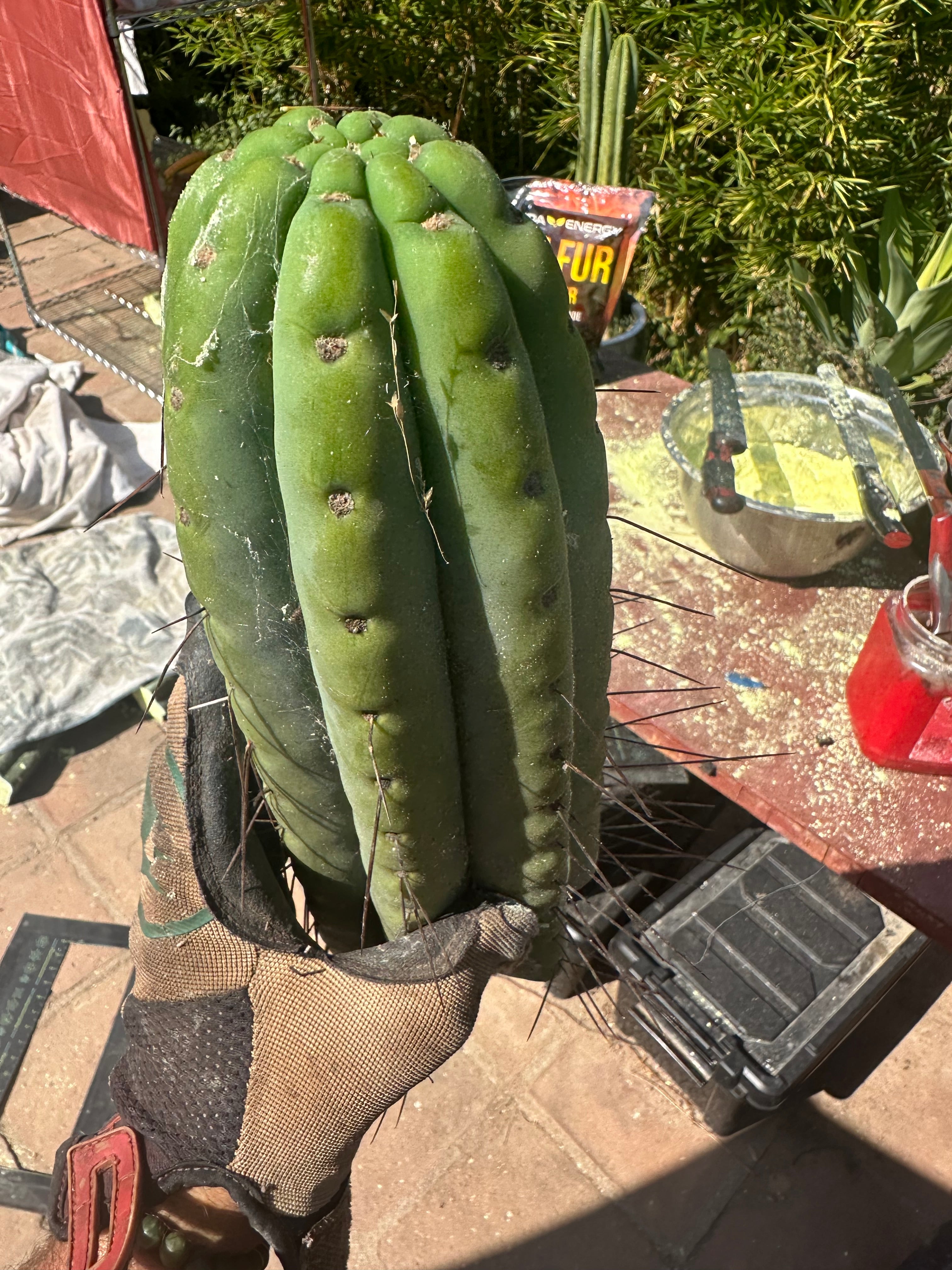🌶️🌶️💎 E.R. — Huge 13” Tip