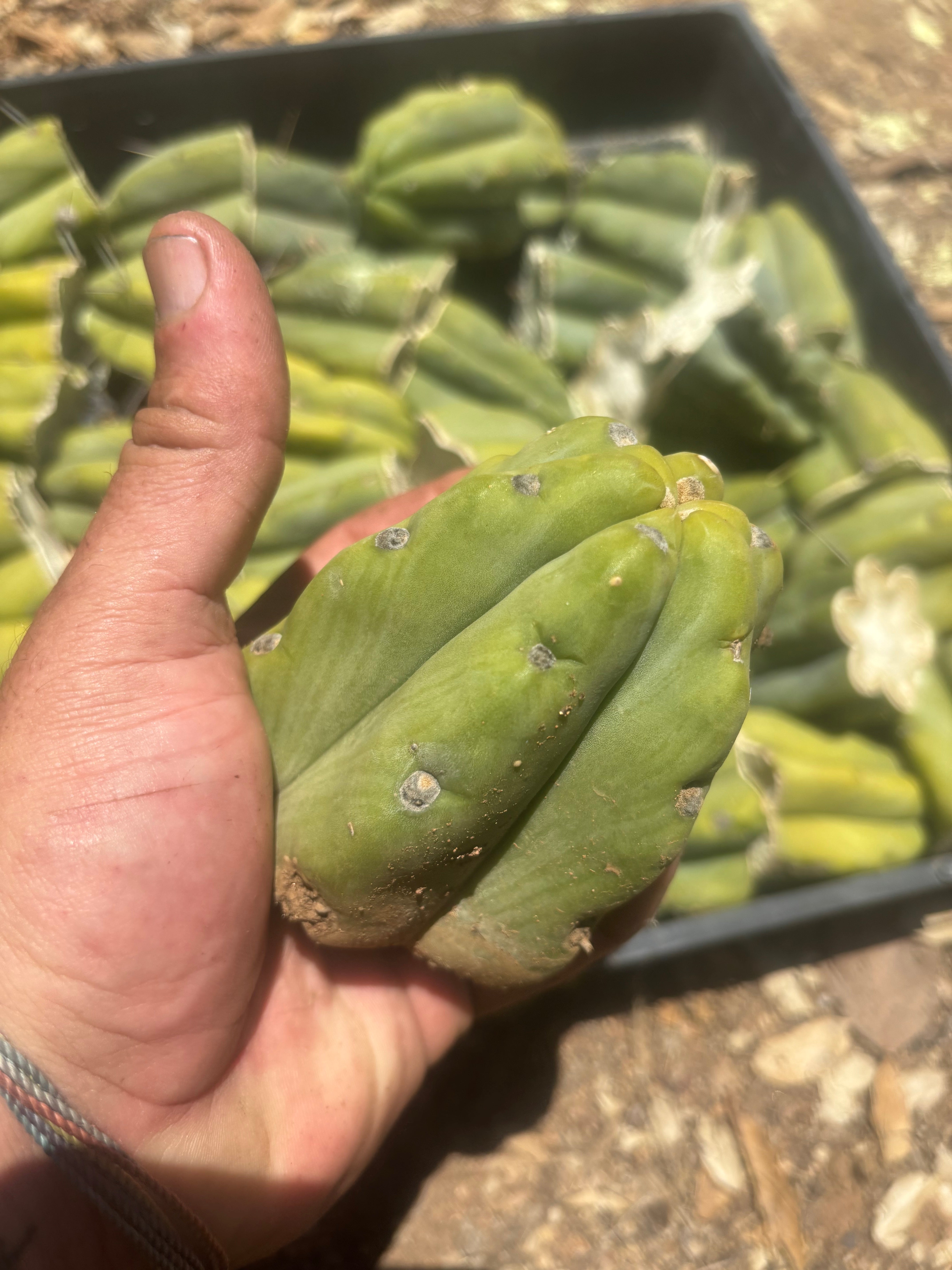 NEW Add-On Freebie — Bridgesii Tips