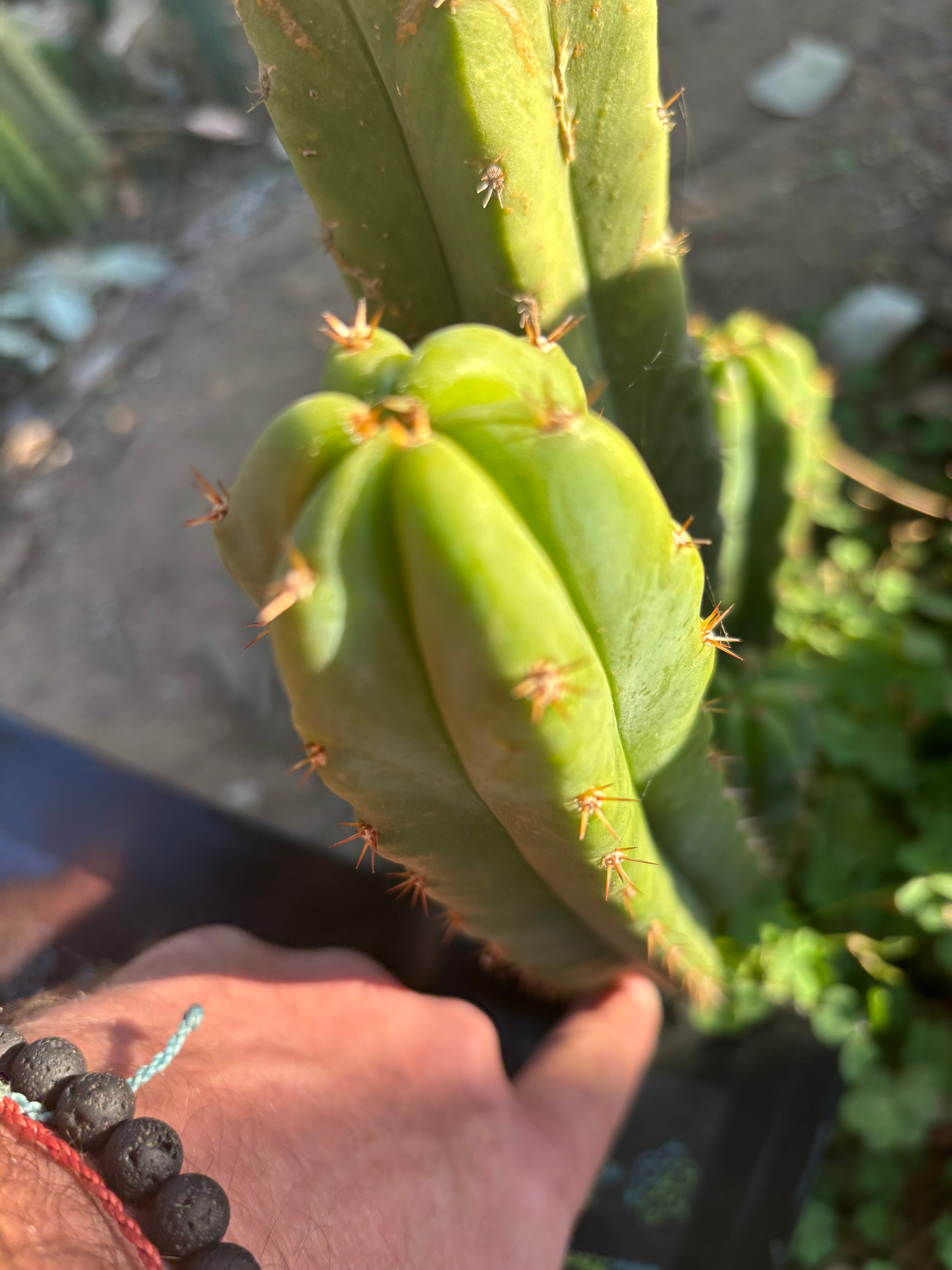 Custom Listing for Scott C.