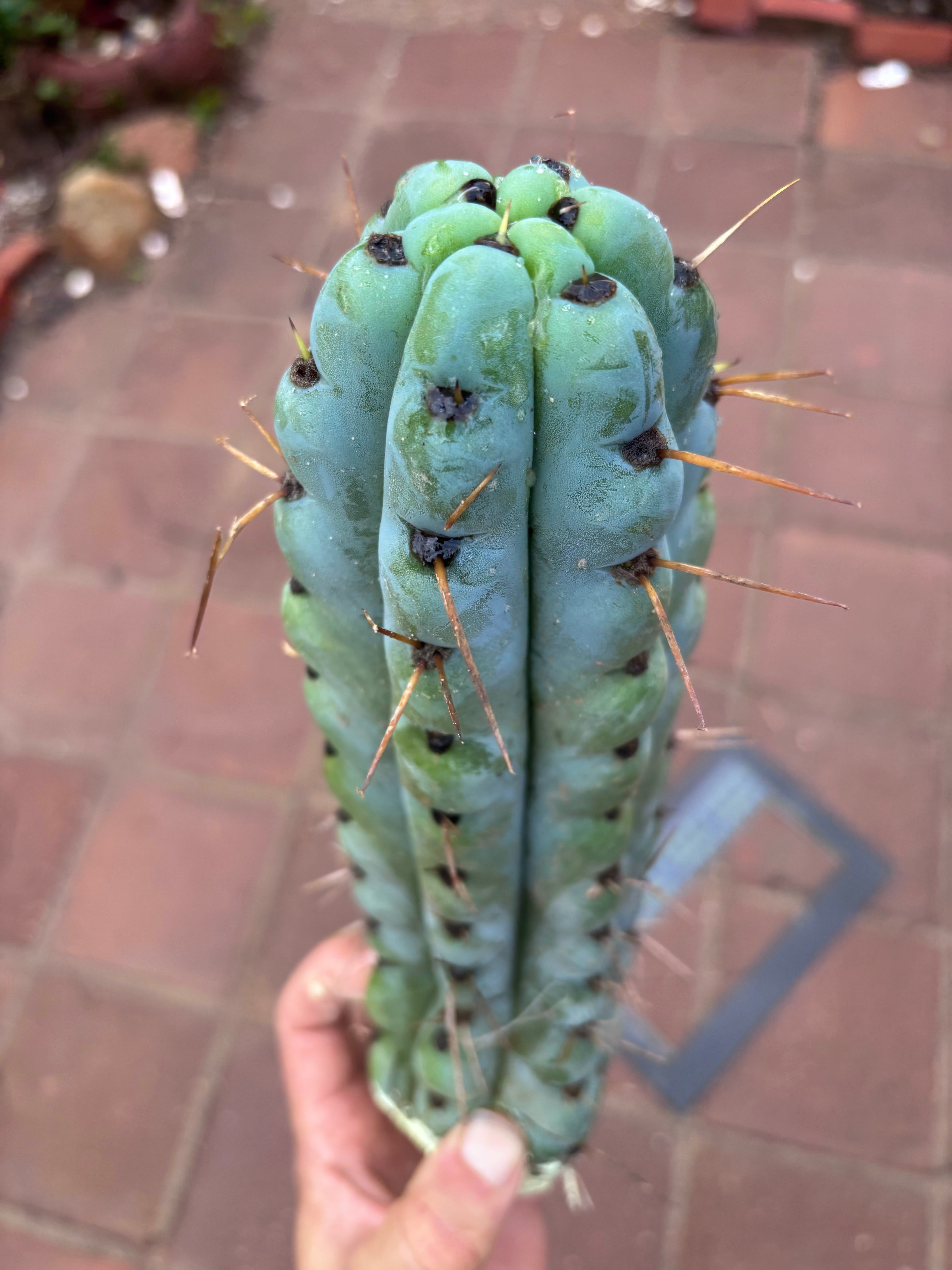 💎🌶️ Noid of the Moment — 12” Pup