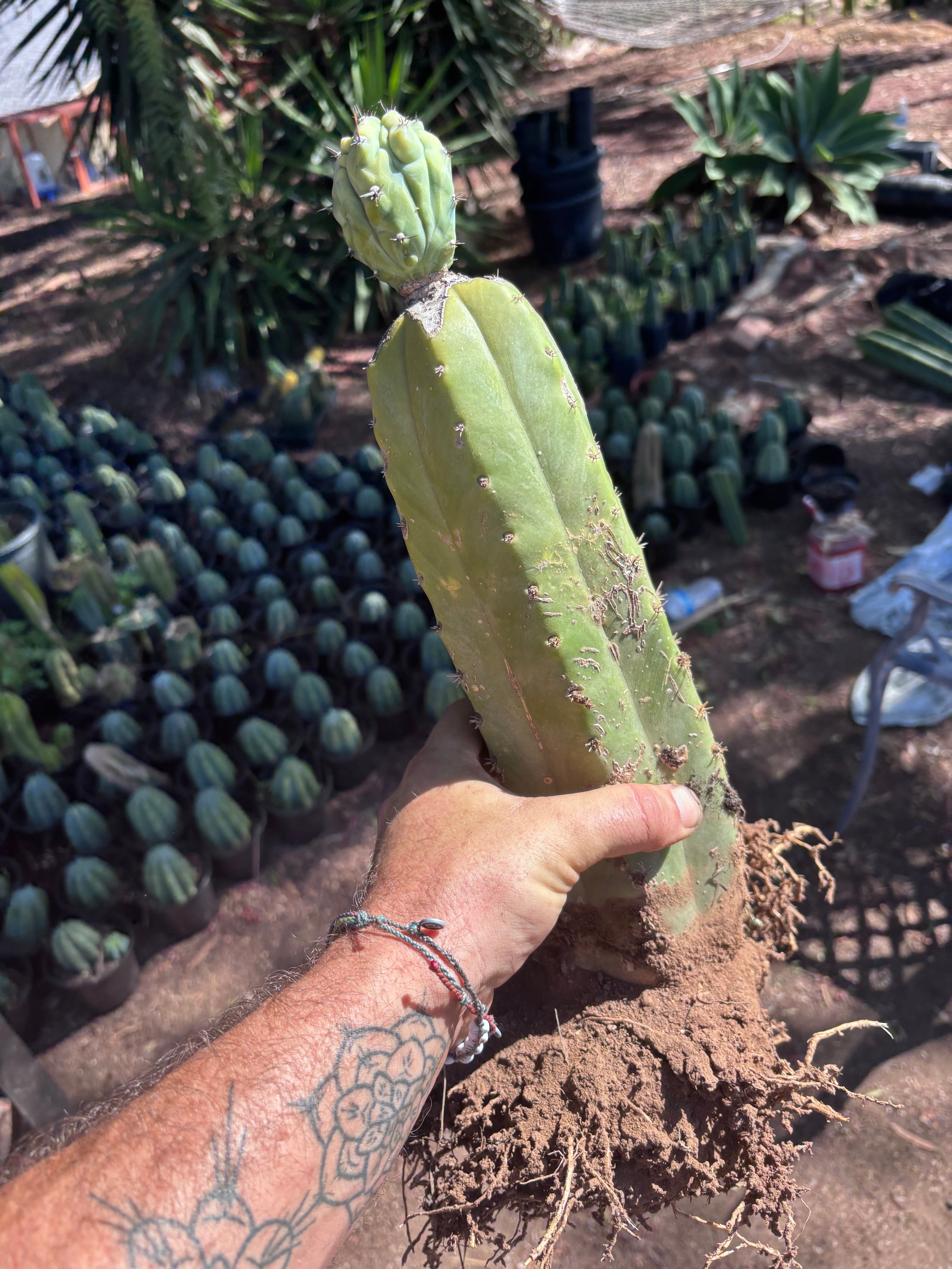 👑💎 Grecas — Established Tip Graft on Beefy Rooted PC