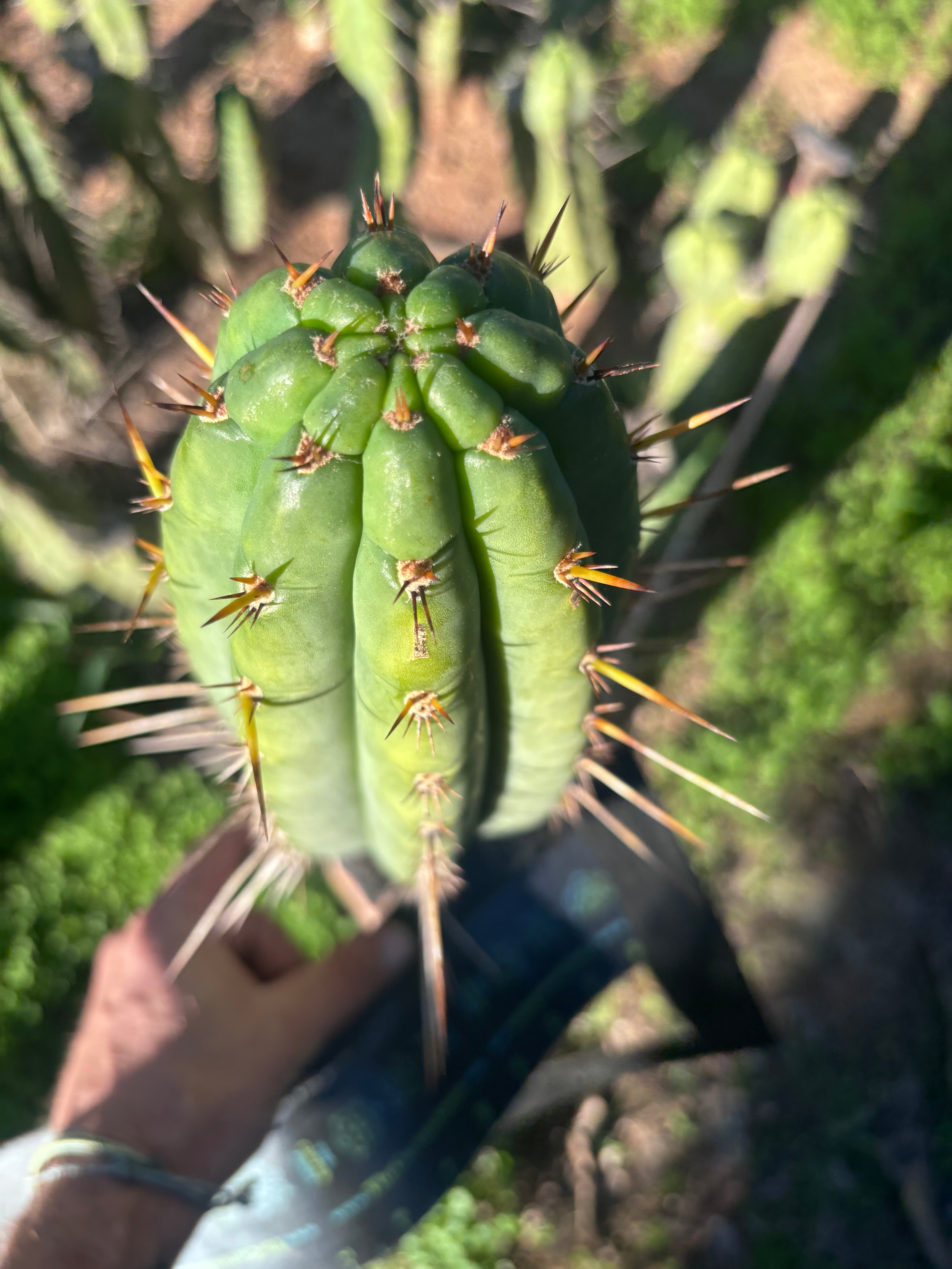 👑🌶️🌶️  Lumberjack — XL 14” Pup