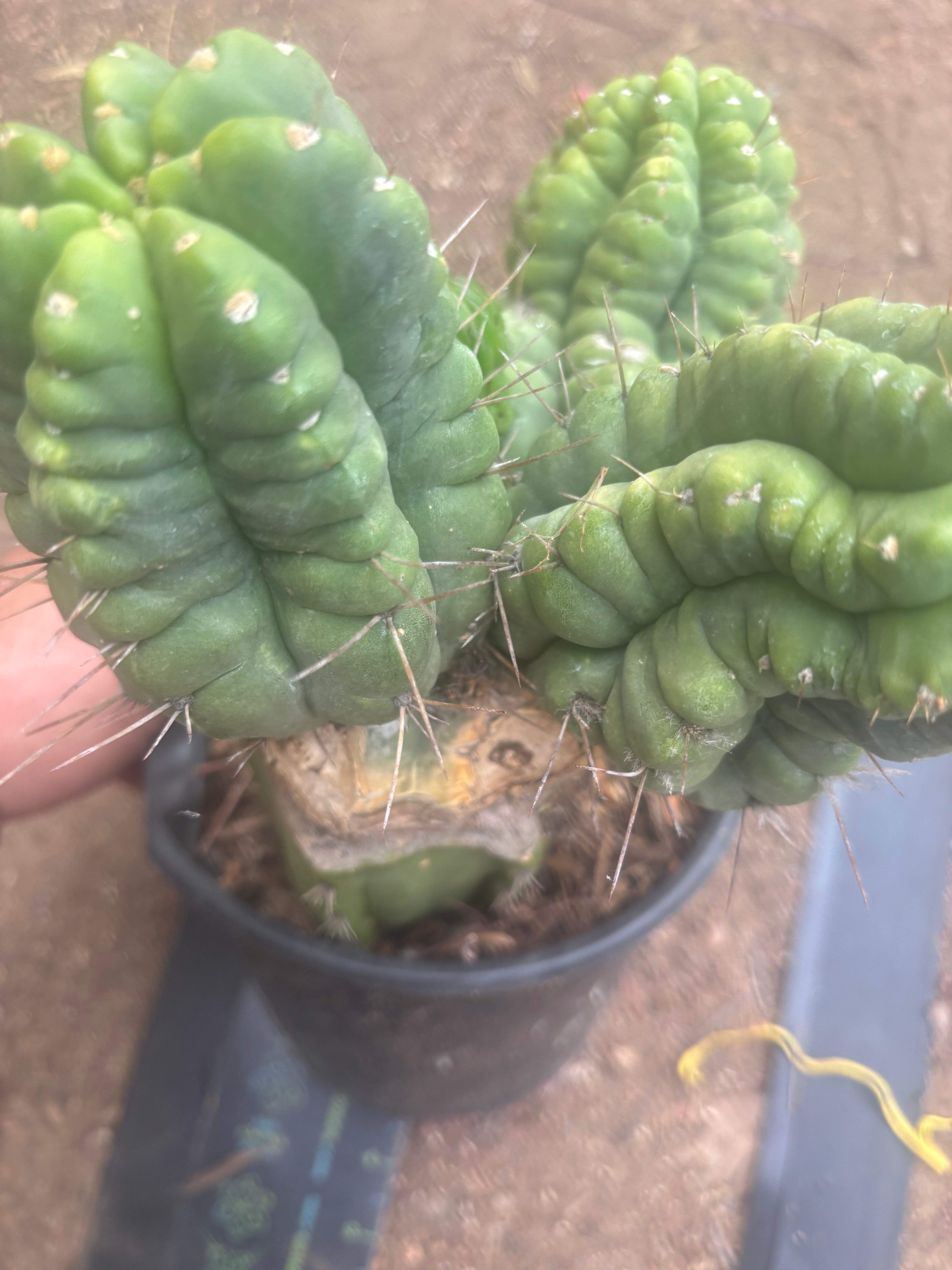 💎👑💎 Havran — XL Established Graft on Rooted PC