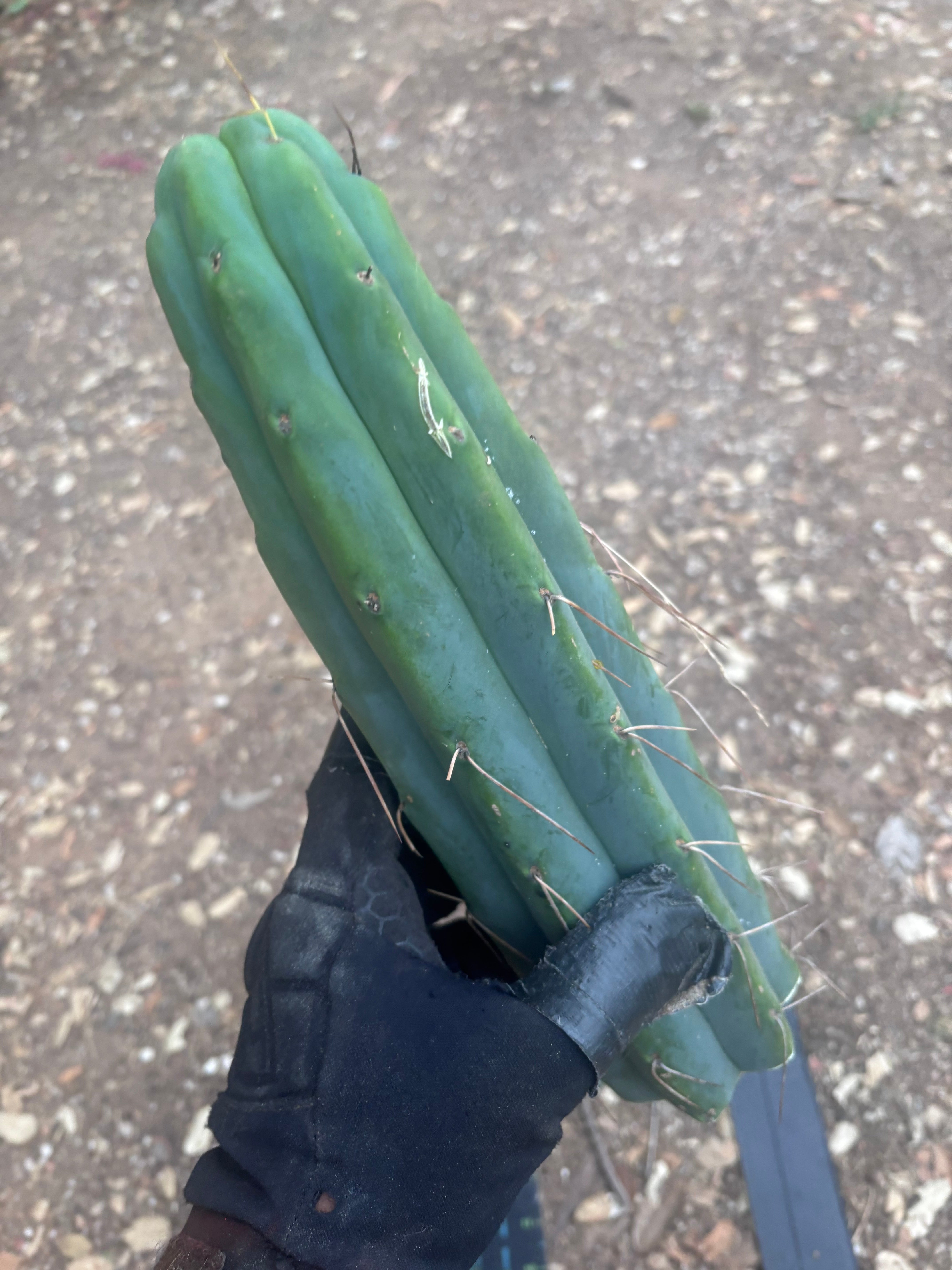 👑🌶️ Psycho0’  — 14” Tip