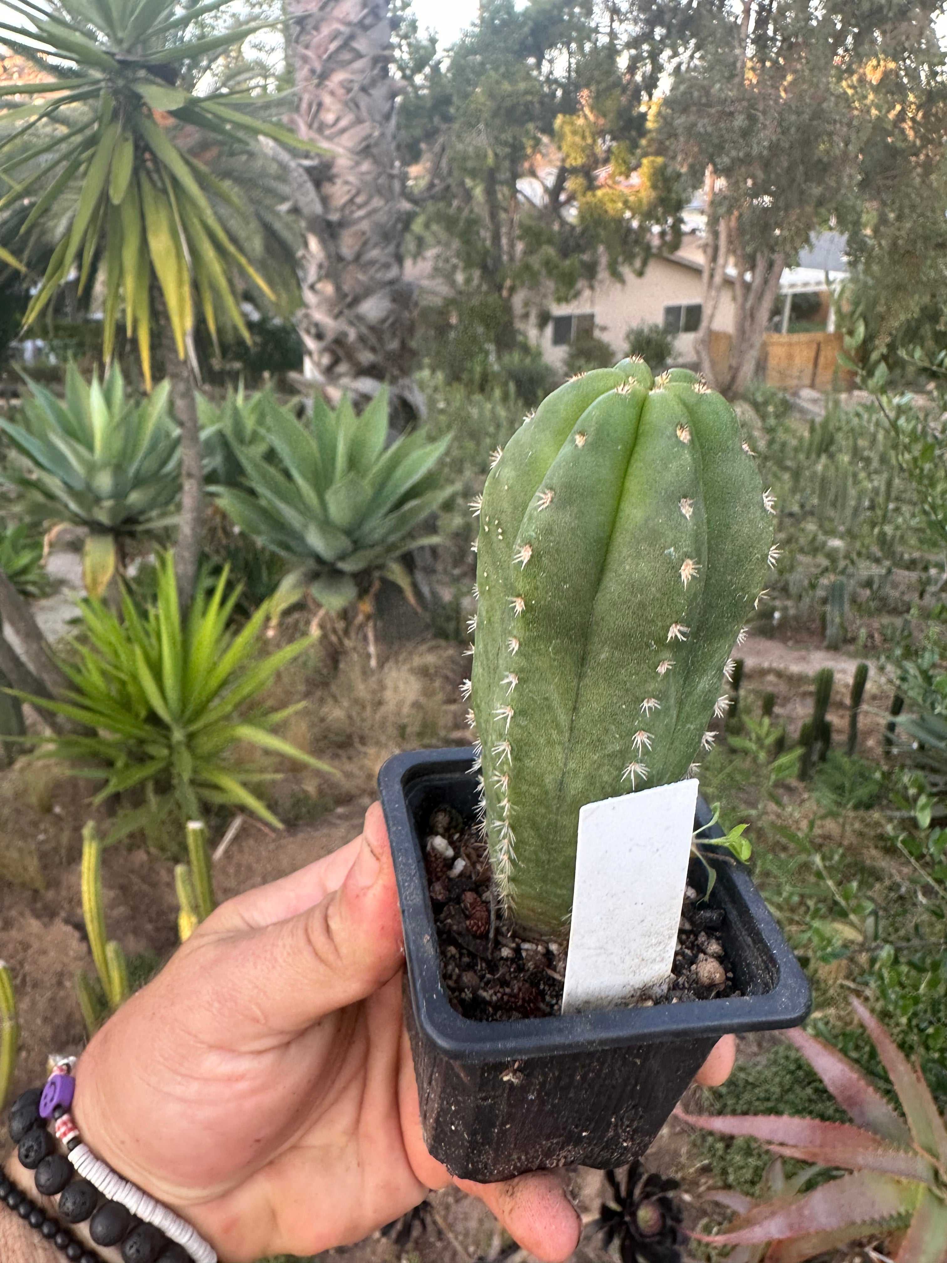 Restocked FREE Add On — Mature Tricho Seedlings — Various Genetics