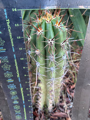 💎 Tacaquirensis — *Fully Rooted* 15”