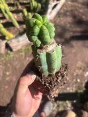 💎👑💎 Havran — Rooted Graft