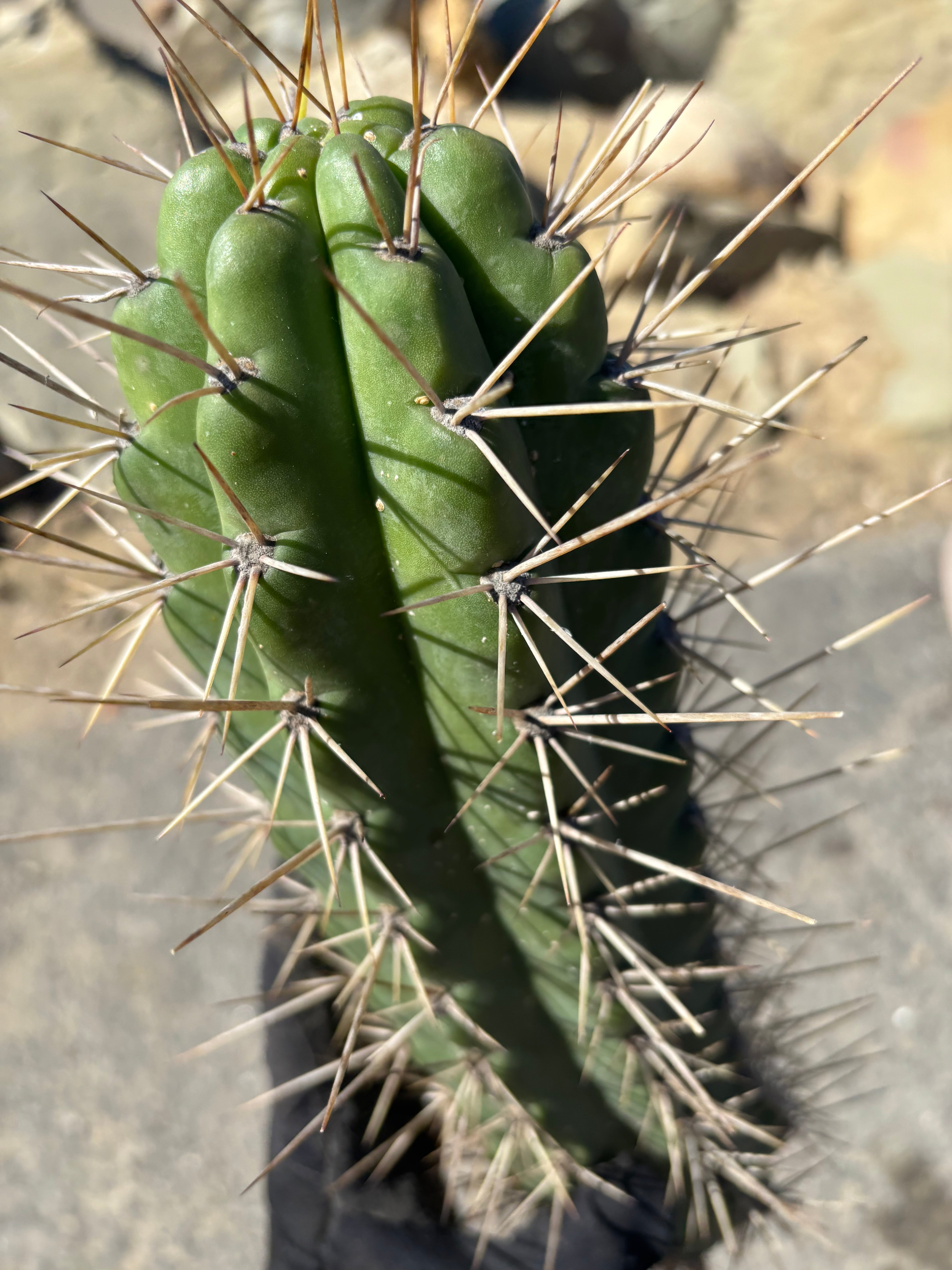 🌶️ SS02 x Kimura’s Spiny Giant   — XL 14” Pup