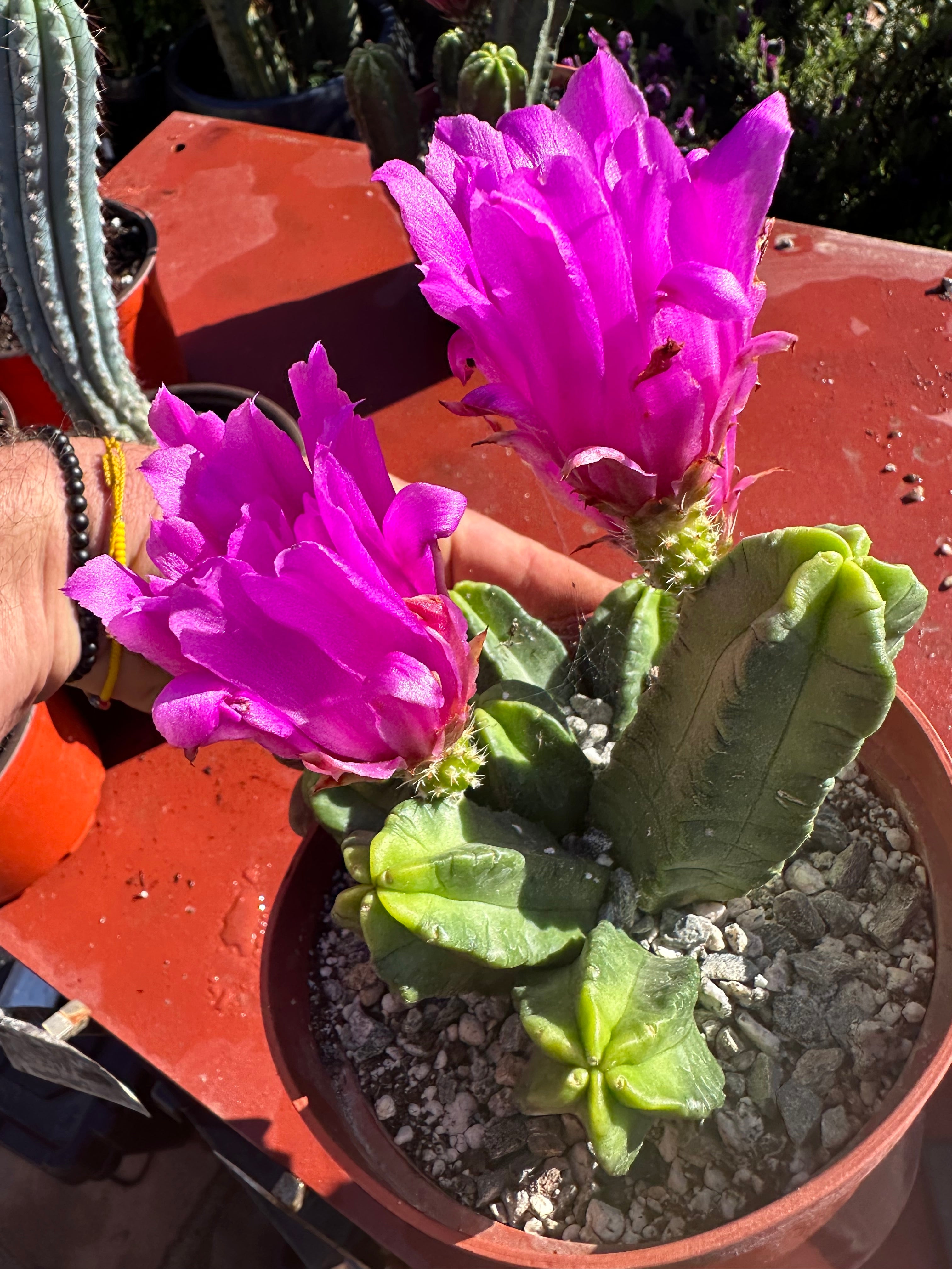 echinocereus viereckii Echinocereus Viereckii — Rooted (2)