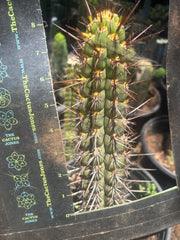 💎👑💎 T. Deserticola — 8” Tip