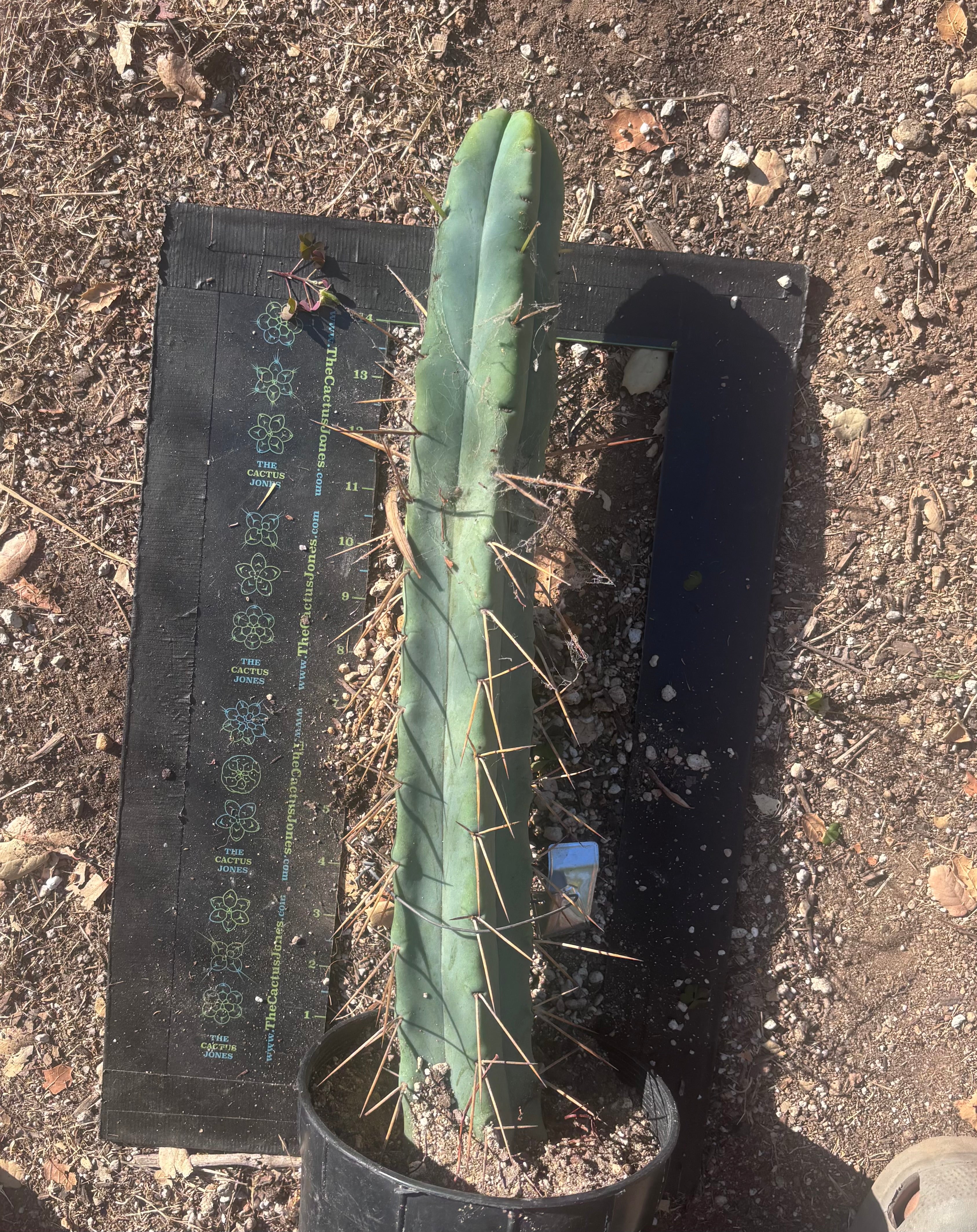 👑🌶️ Freya — XL 17” Fully Rooted