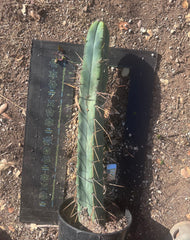 👑🌶️ Freya — XL 17” Fully Rooted