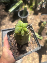 👑🌶️🌶️ Dulzura Wax — Small Rooted Tip
