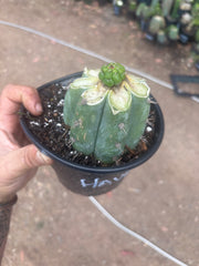 💎👑💎 Havran — Pup Graft on Rooted Shine01
