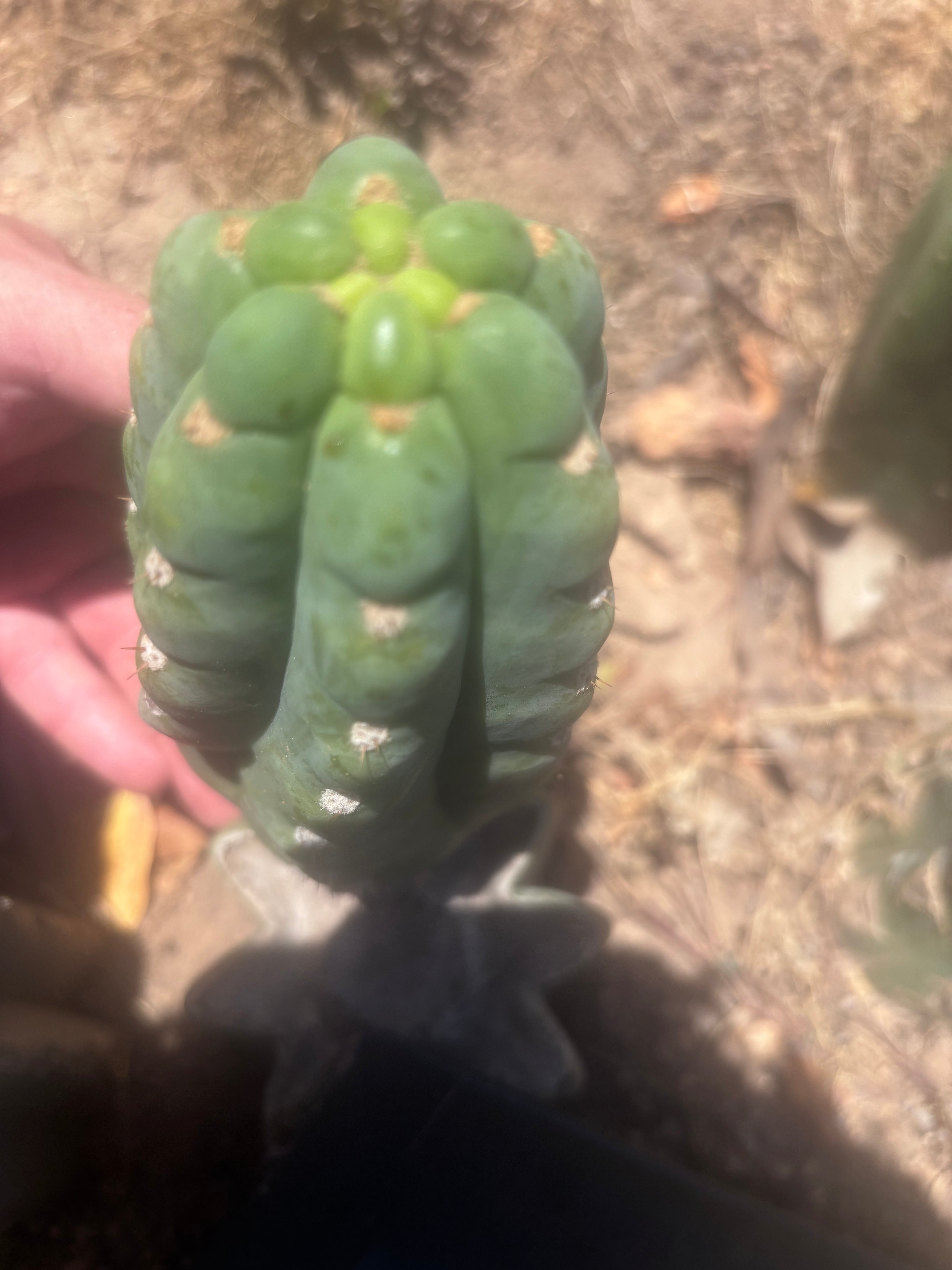 💎👑🌶️  Ichoca — 6.5” Pup