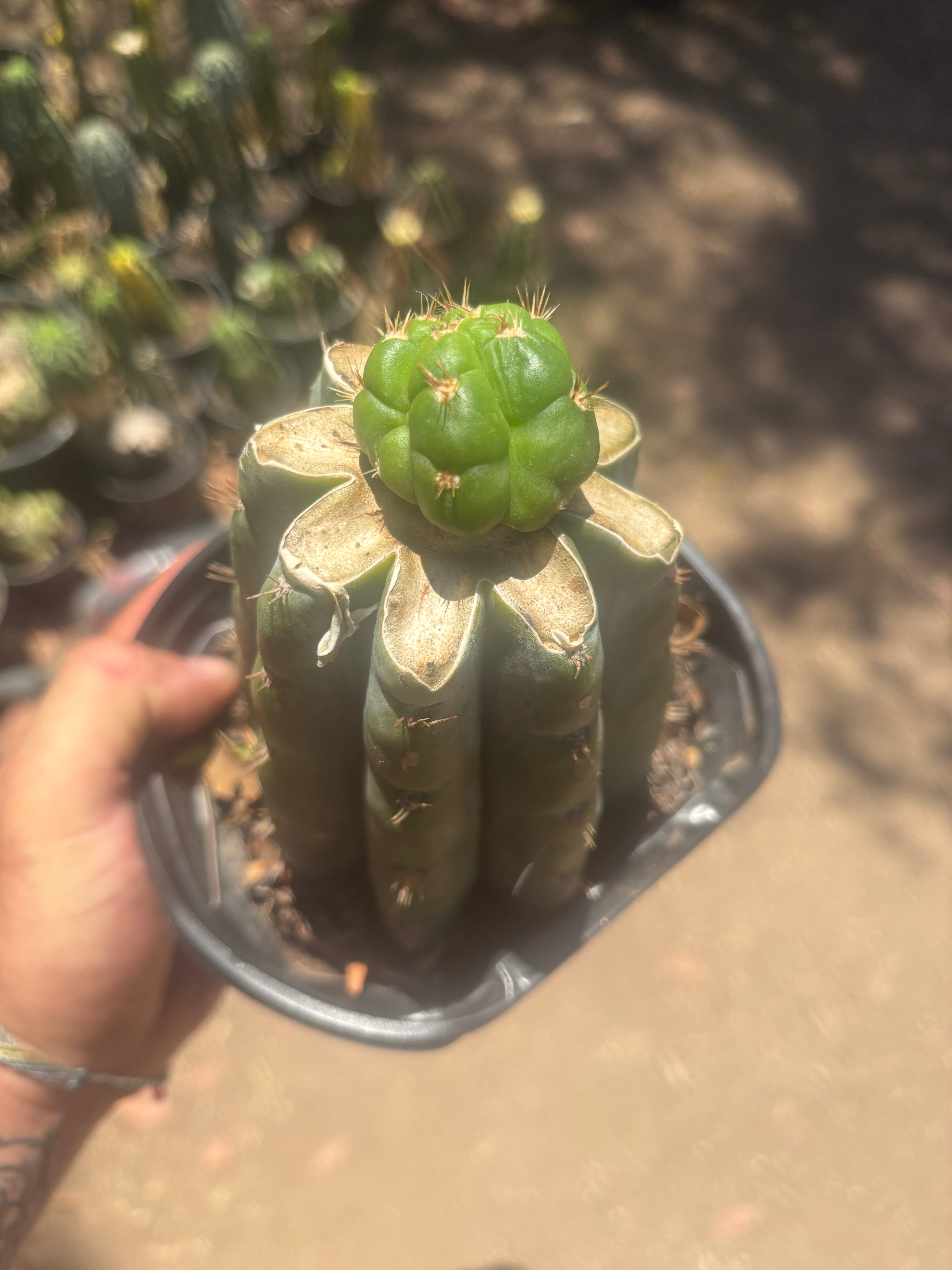 💎👑💎🌶️ CareBear — Graft on Rooted Shine01