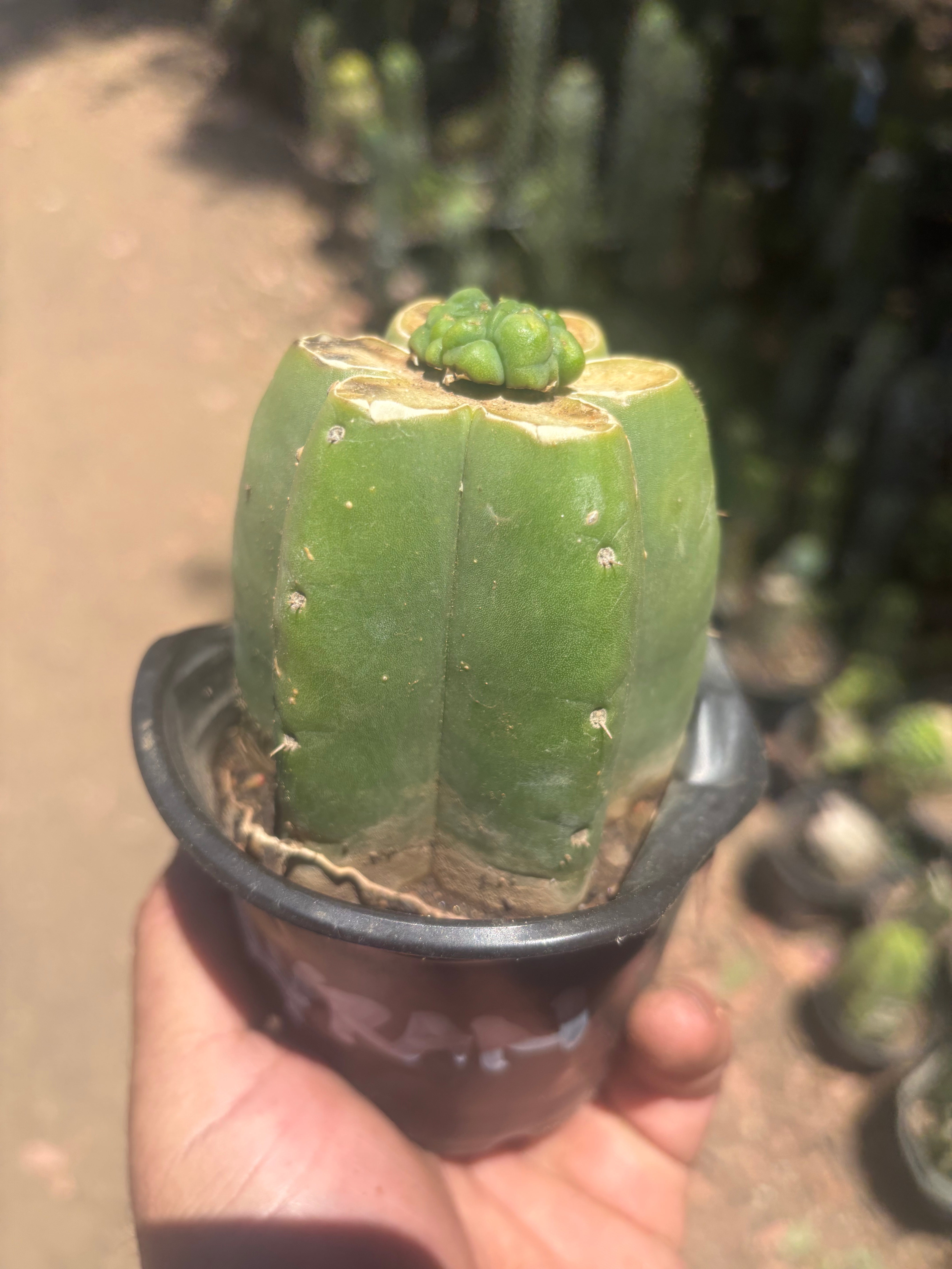 💎👑💎 Havran — Pup Graft on Rooted Pierre