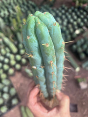 💎👑💎🌶️  Ashdod — 12” Pup