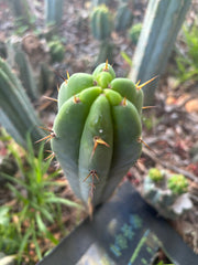 👑🌶️🌶️ Pala — 9” Tip