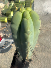 👑💎🌶️ TBQM  — Massive 15” Tip