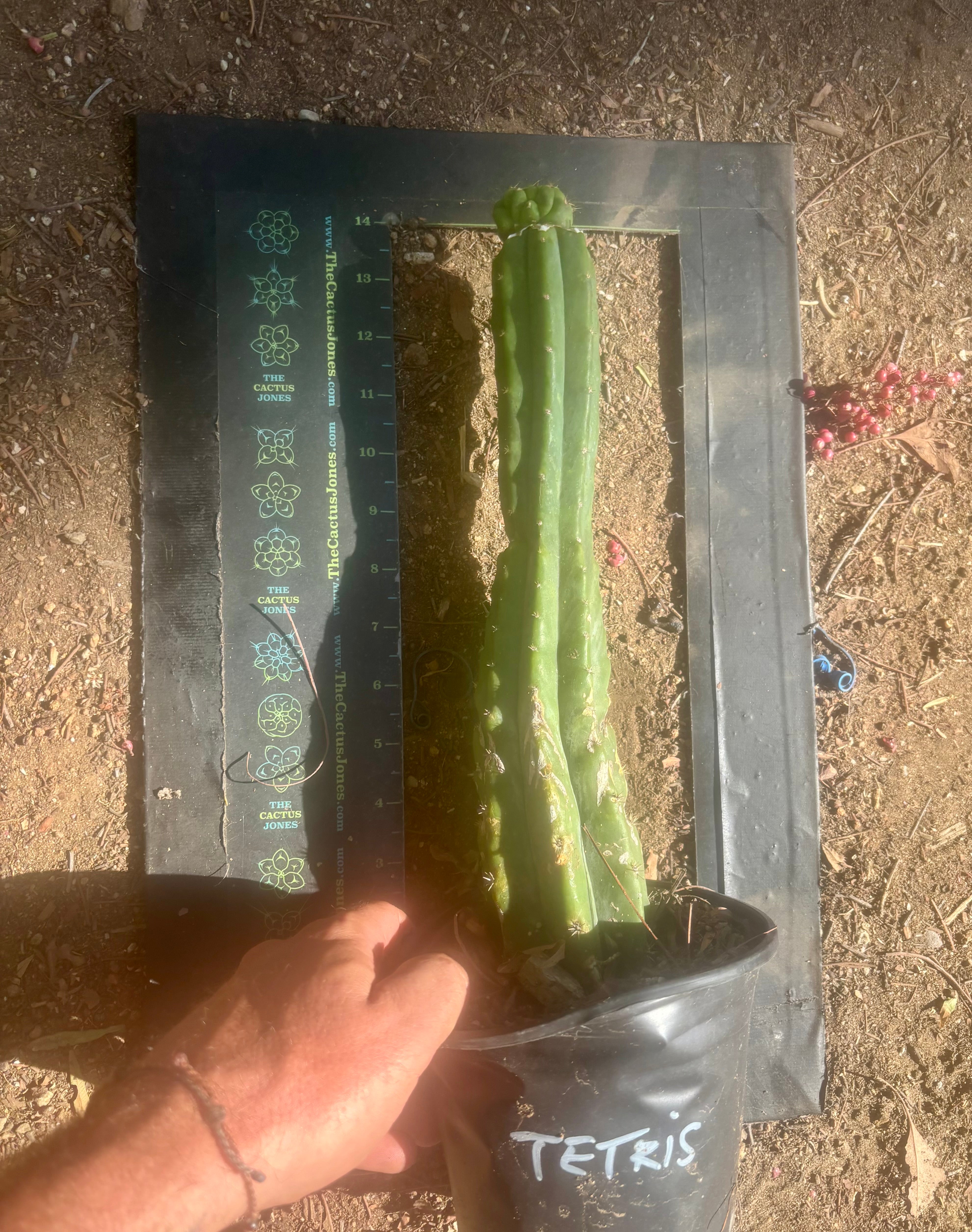 💎👑💎 Tetris — Pup Graft on Rooted 14” PC