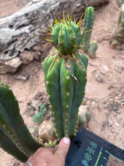 👑💎🌶️  CSD — Beefy Tip Graft