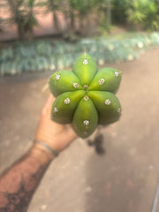 💎 Hulk x Kimnach — XL Seed Grown 18”