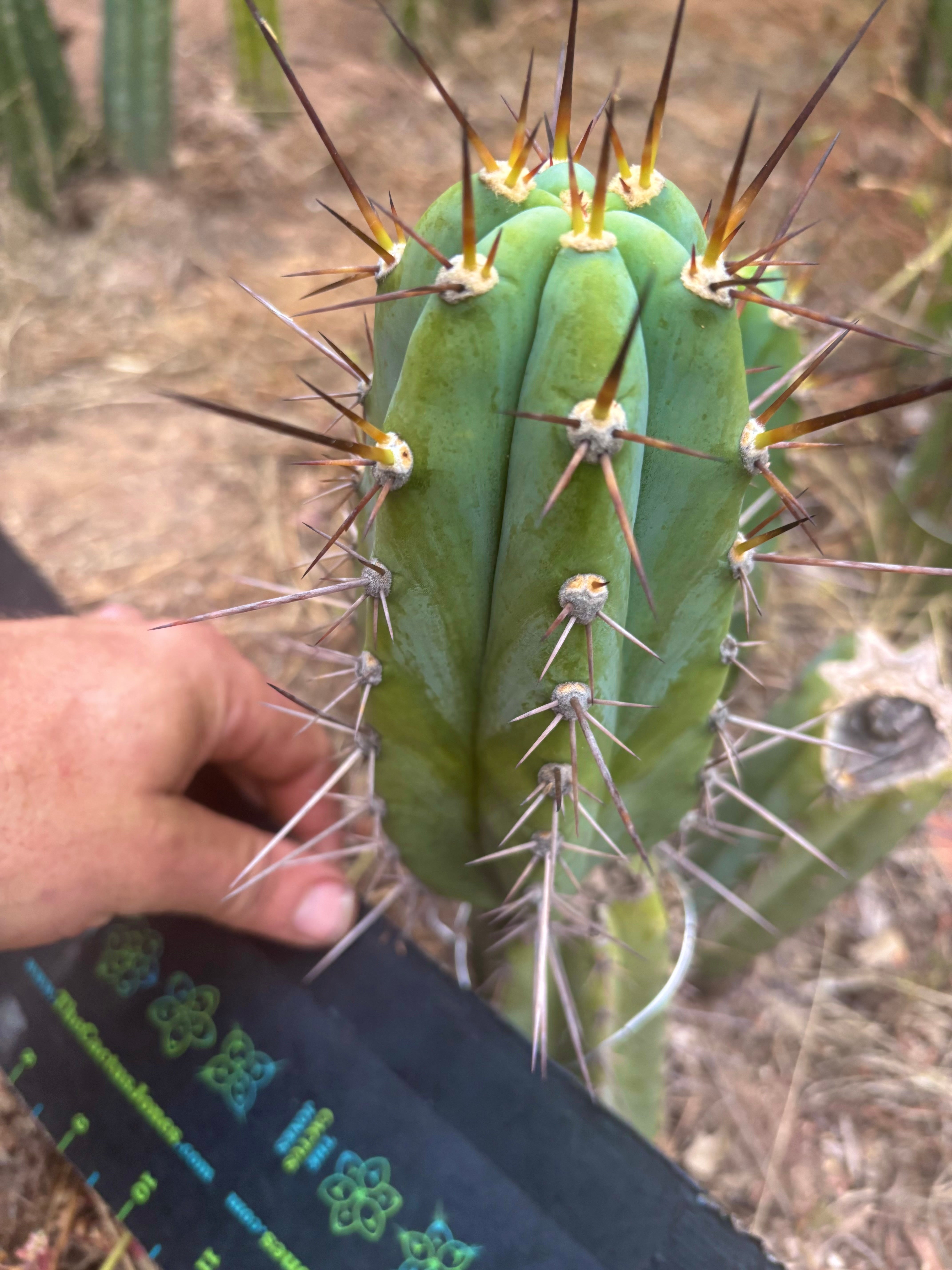 💎👑 Rosei 2 — 7.5” Pup