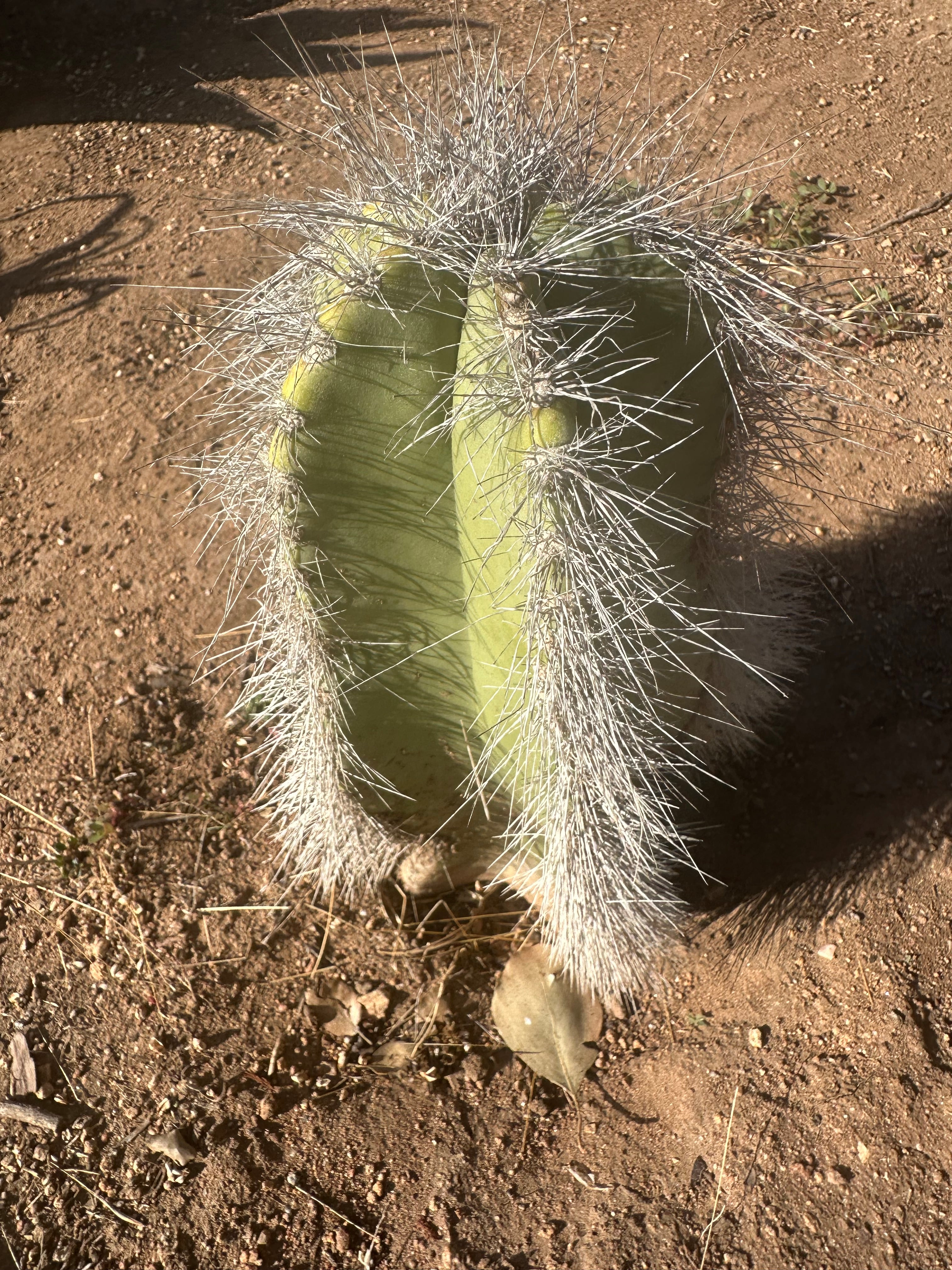 👑 Wooly Rhino — Rooted 11” Whole Plant