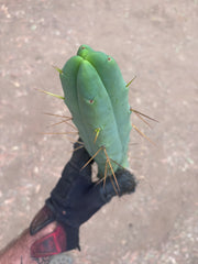👑💎🌶️ Foolsbreath — XL FourWang 14” Tip