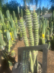 💎👑💎🦄 Varispiralis  — Stunning XL Tri-Column Rooted Showpiece
