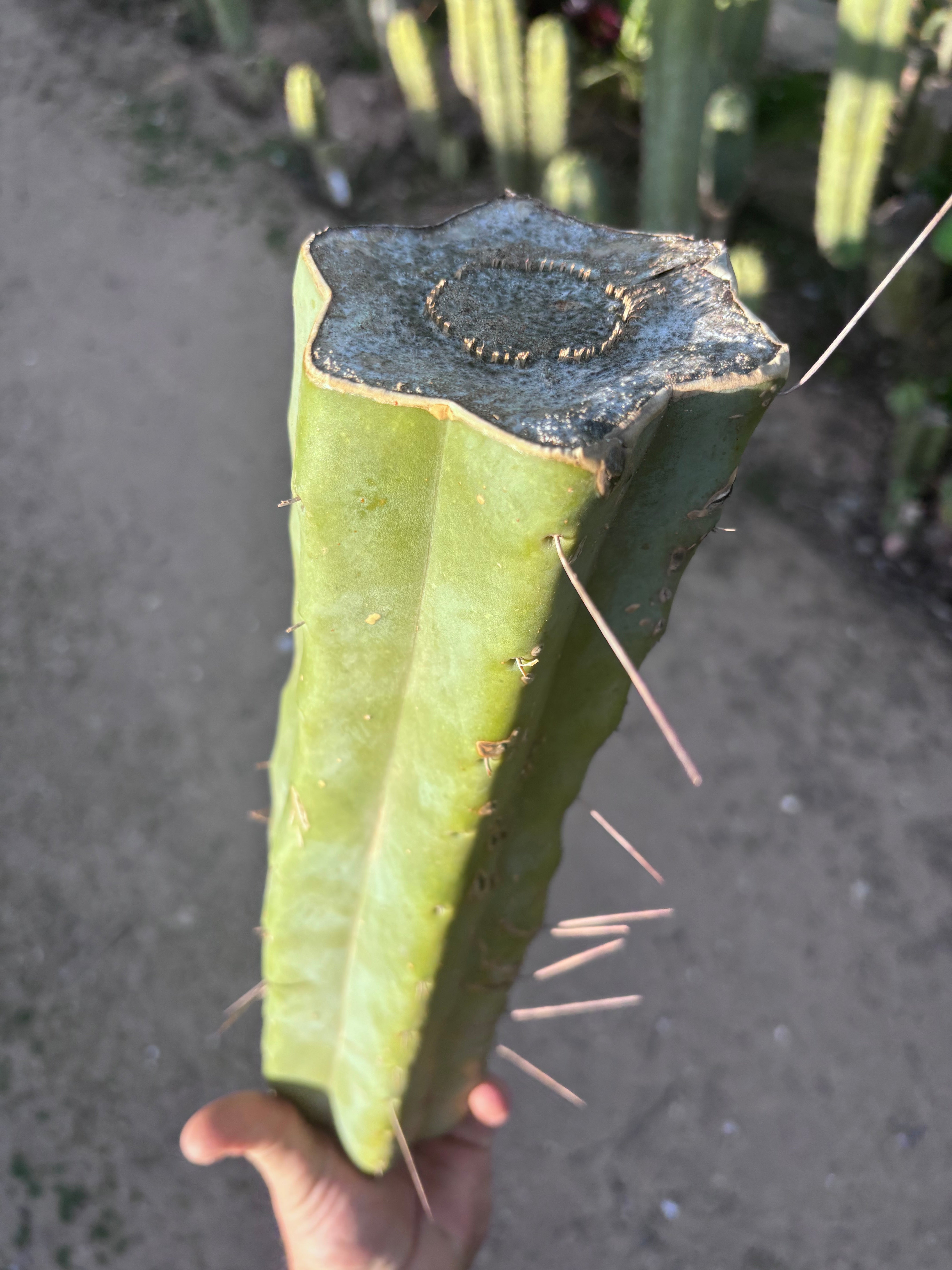 👑🌶️ Baker — 14” XL Medicine Log