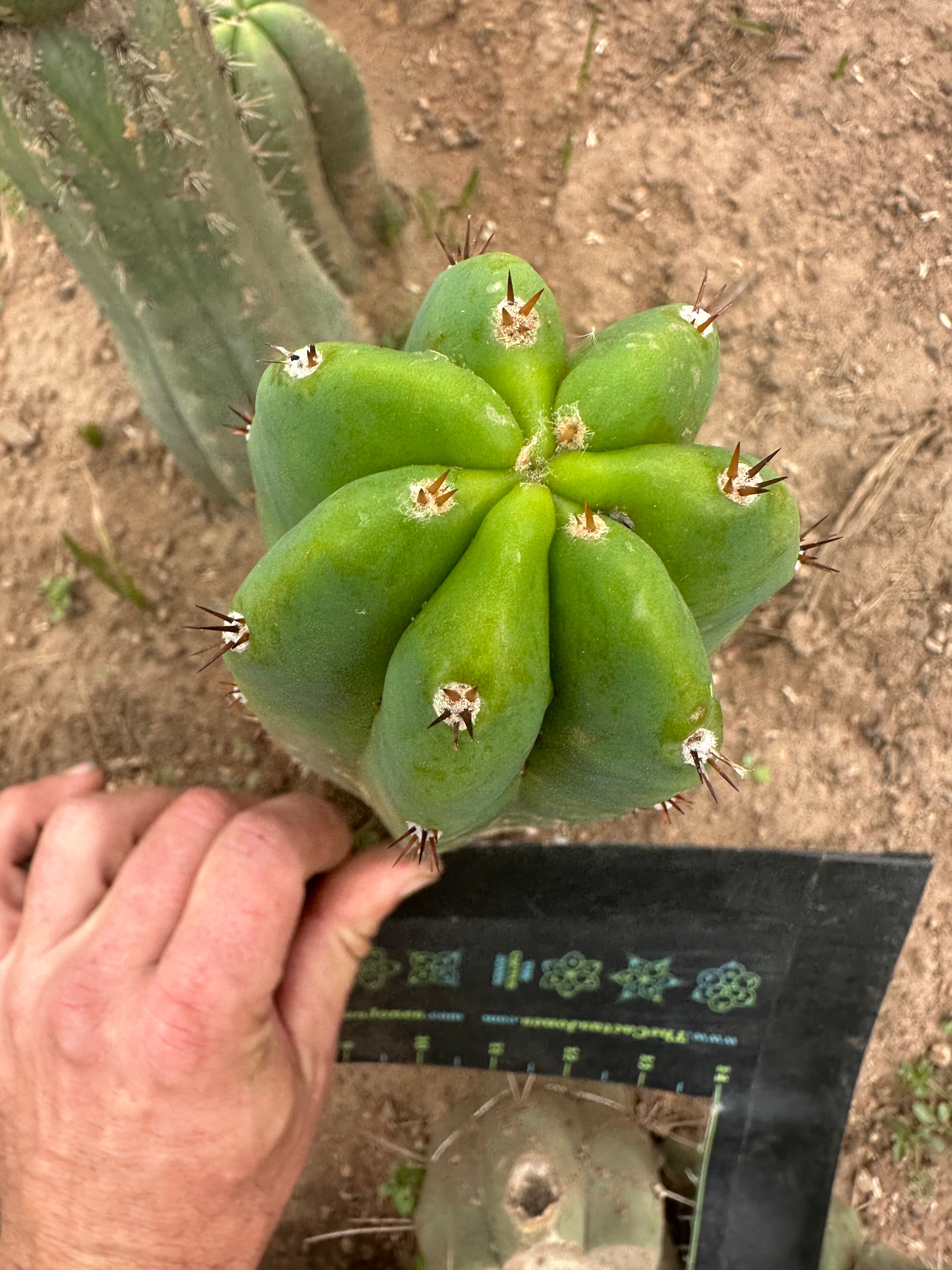 Lance x Hyperspace Pixie — 8” Tip