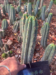 👑🌶️🌶️ Pala — Another 9” Tip