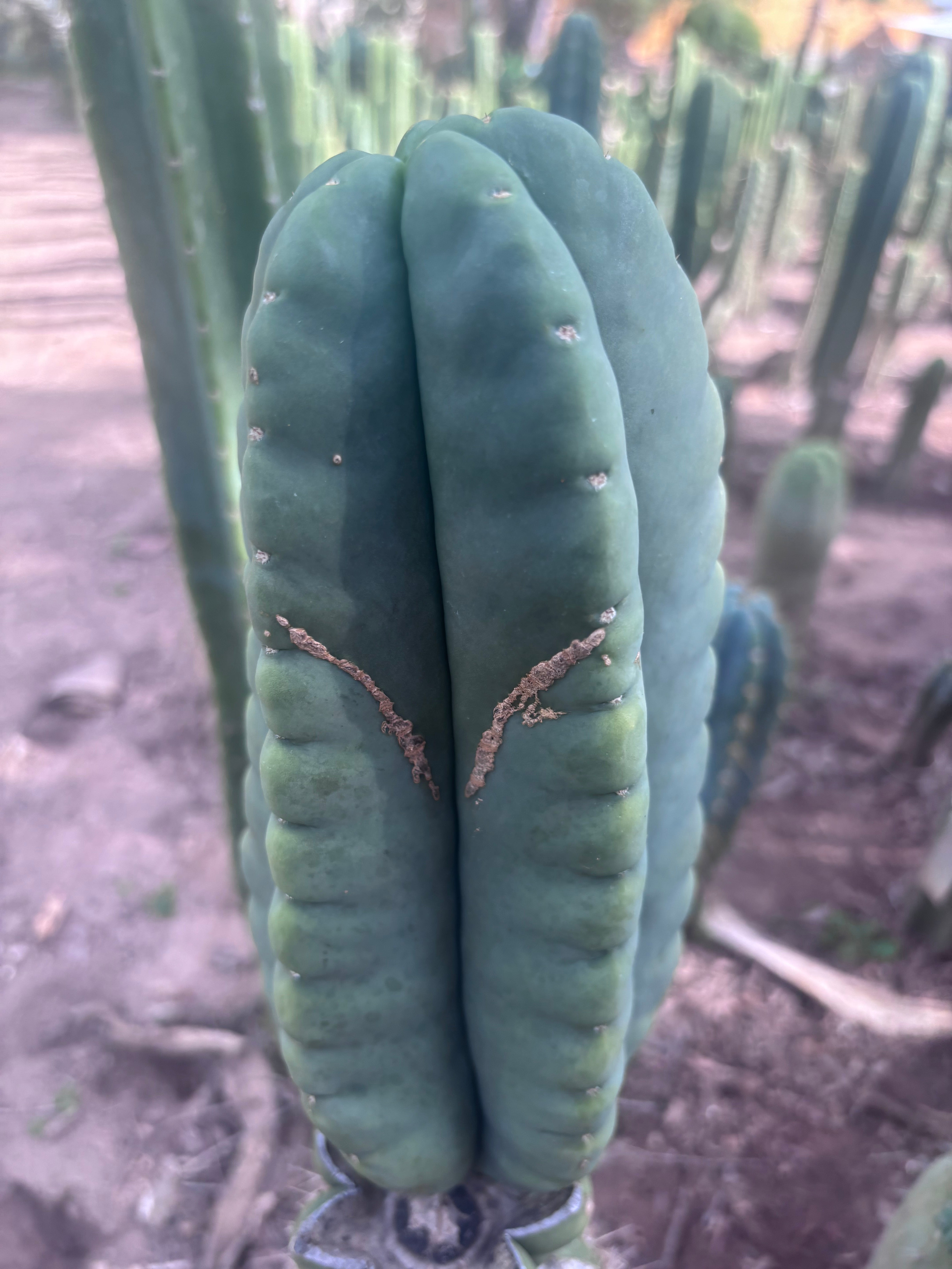 💎👑💎🌶️ Ferah — XL 9” Melon