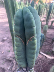 💎👑💎🌶️ Ferah — XL 9” Melon