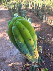 💎👑 Neon —  13” Tip