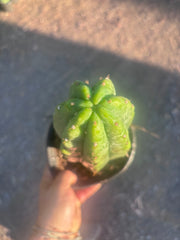 👑🌶️🌶️ Landfill — Rooted Plump 12”