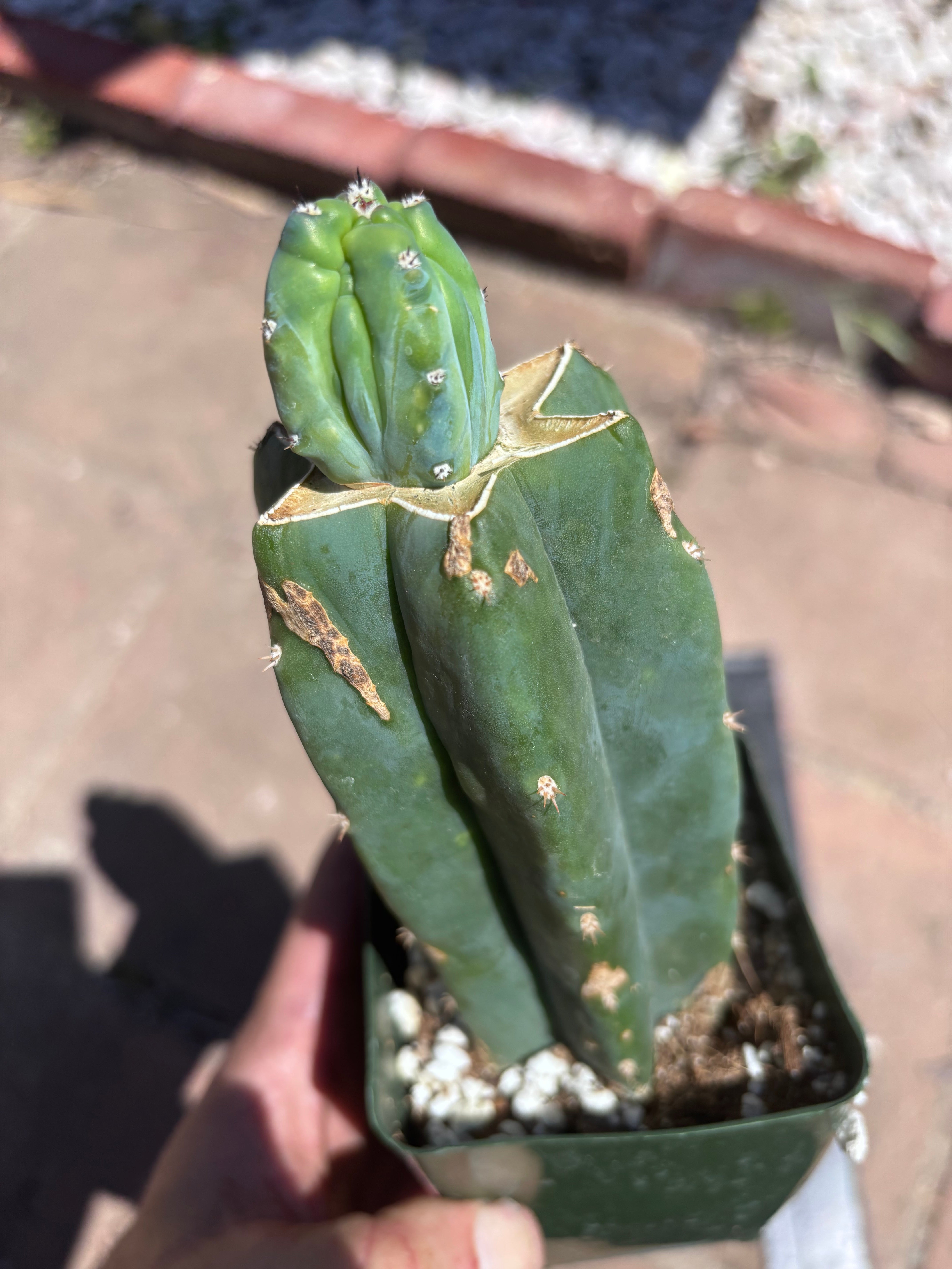 👑💎 Grecas Tip Graft — Rooted / Whole