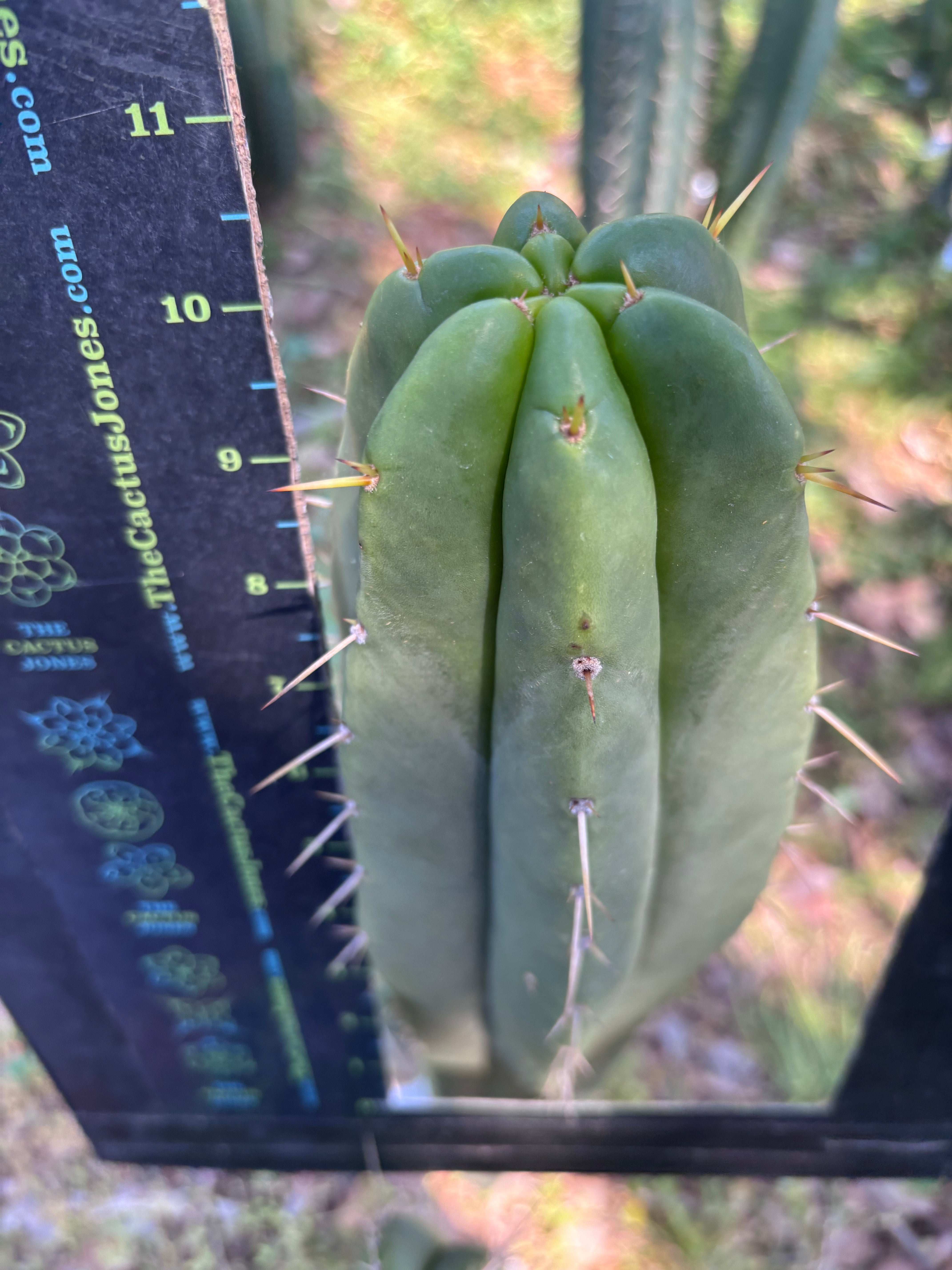 👑🌶️ Malo4 (F2)  — Fat 10” Tip